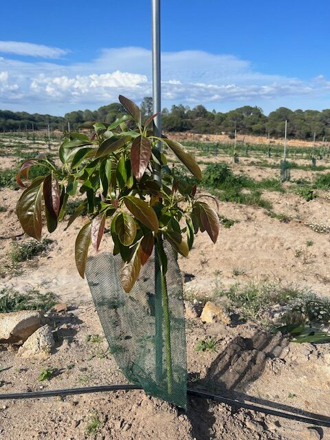 Primera planta de aguacate