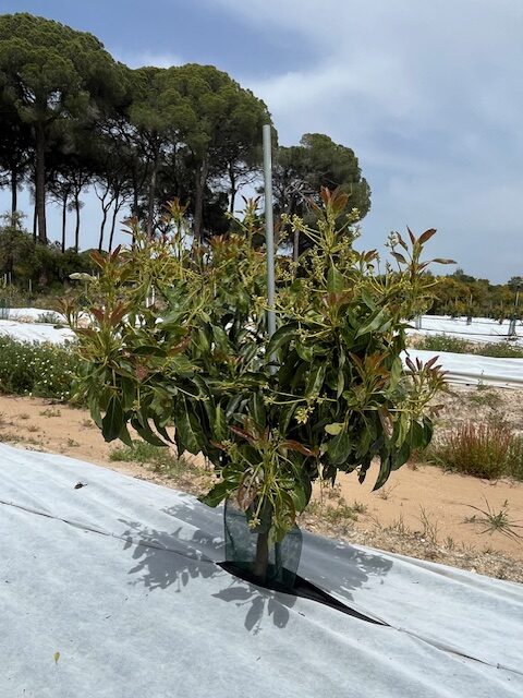 Planta de aguacates
