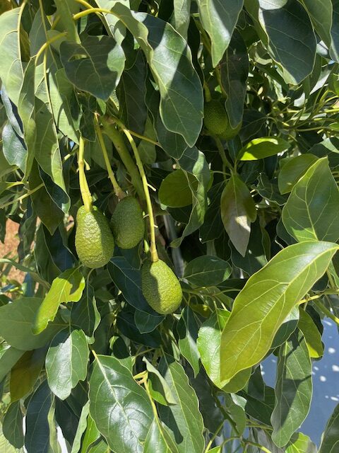 Crecimiento del aguacate