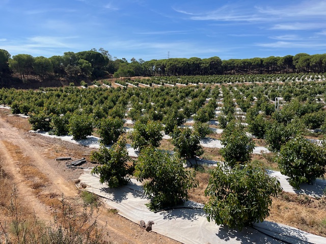 Vista alejada de las plantas