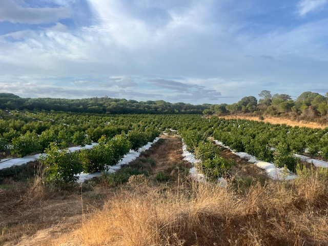 Vista de cámara alta del sembrado de aguacates
