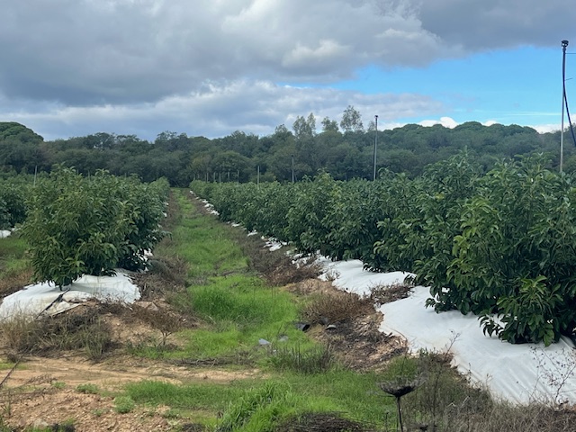 Vista de una tirada de plantas de aguacates